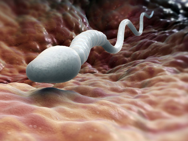 sperm cells 23 1471935075