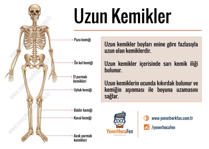 uzun kemikleri yener hoca fen